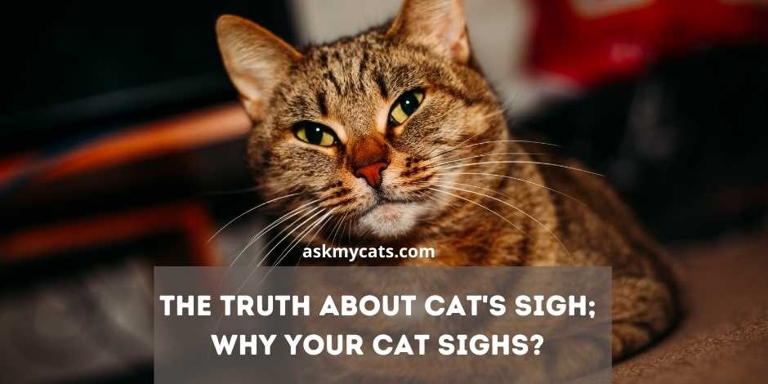 There are many reasons why cats sigh, including when they are content, when they are sad, when they are in pain, and when they are trying to communicate something to their human.