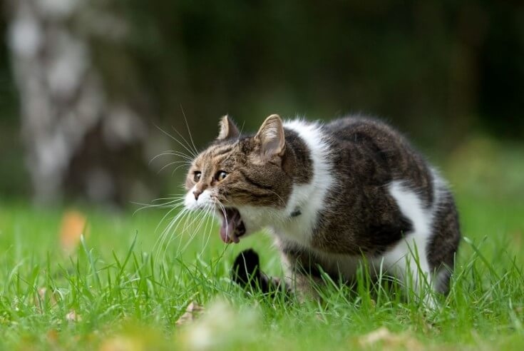 There are many reasons why cats vomit, including eating too fast, eating grass, hairballs, and infections.