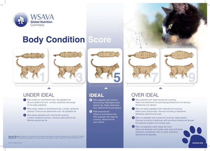 There are many risk factors for obesity in cats, including lack of exercise, overeating, and certain medical conditions.