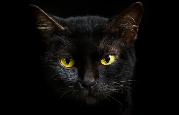 There are many superstitions surrounding black cats, some good and some bad.