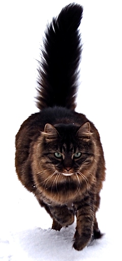 There are many theories about the origins of the Black Smoke Maine Coon, but the true origins of this majestic cat are unknown.