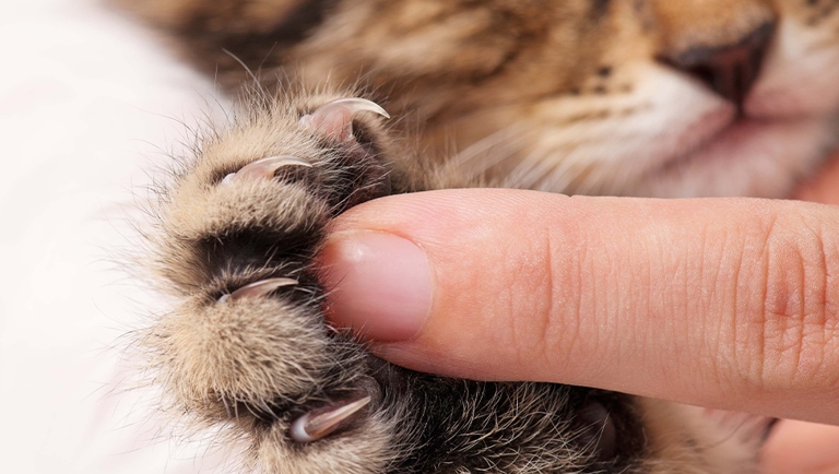 There are many ways to train a cat without having to resort to declawing them.