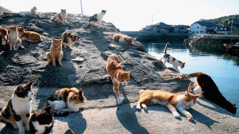There are several cat islands in Japan, the most famous being Tashirojima and Aoshima.