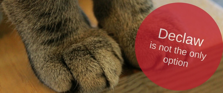 There are several reasons why declawing a cat is not a great idea.