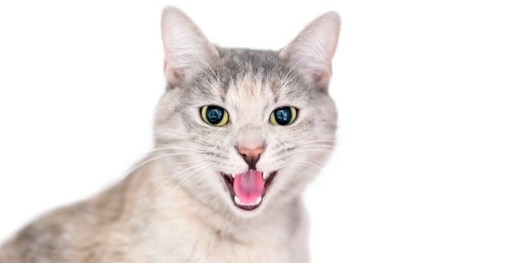 There are three distinct types of vocalizations that cats make: chirping, trilling, and chirruping. Each sound is made with a different purpose in mind.