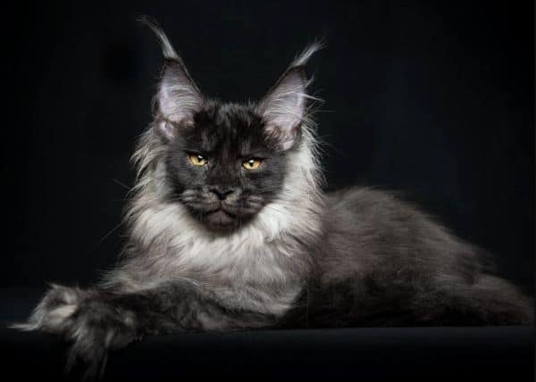 There are three types of black Maine Coon coats: solid black, black and white, and black and silver.