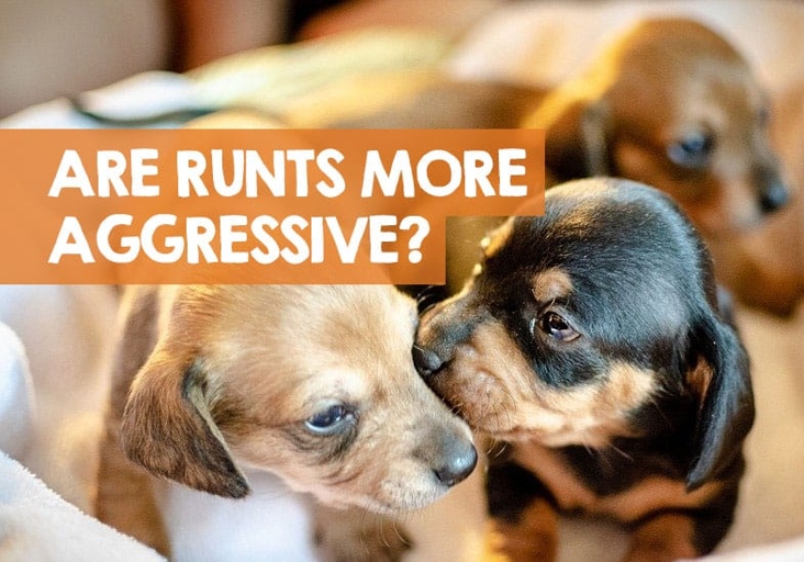 There can be more than one runt in a litter, but it is not common.