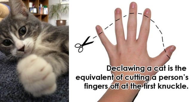 There is no scientific evidence to support the claim that declawed cats can 'regrow' their nails.