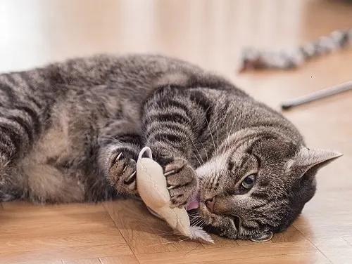 There may be a number of reasons why your cat brings you toys.