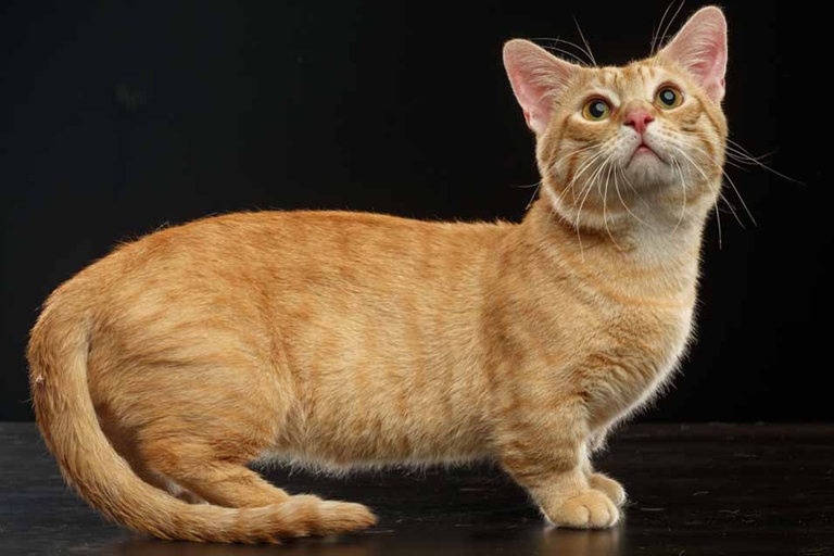 They are a relatively new breed of cat, and as such, their cost per year is relatively high. Munchkin cats are a unique breed of cat that are known for their short legs.