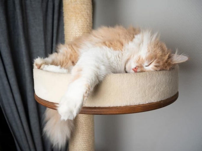 They are also one of the most active cat breeds, so they need a cat tree that can accommodate their size and energy level. Maine Coons are one of the largest domesticated cat breeds and can weigh up to 18 pounds.