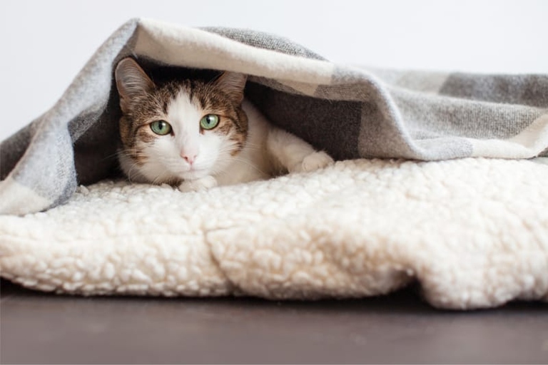 They may be hungry, especially if they are used to being fed at night. There are a few reasons your cat may be staring at you while you sleep.