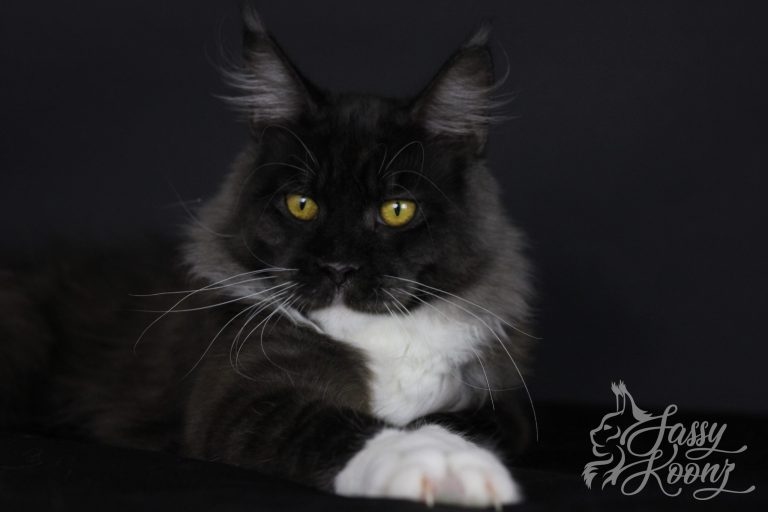 This feline is a slow grower, but it will surely steal your heart with its majestic black smoke coat.