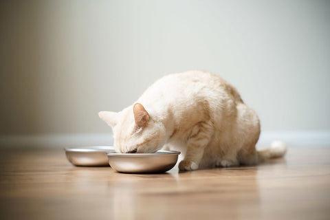 To avoid harsh chemicals, always keep your cat's food and water bowls clean and free of any residue.
