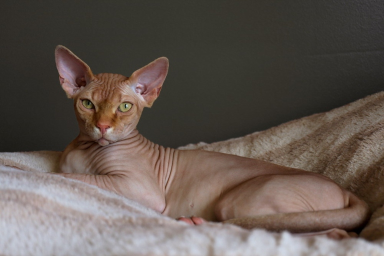 To care for a Sphynx cat, you will need to set up a few things in your home.