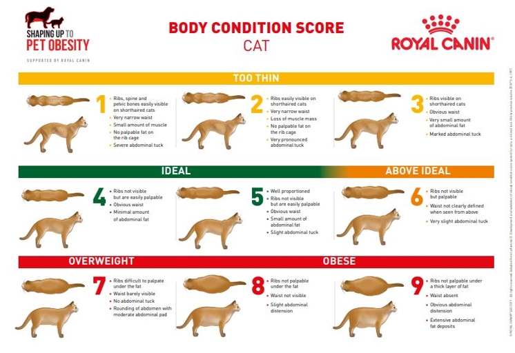 To determine if your cat is pregnant or just fat, you will need to know your cat's body condition score.