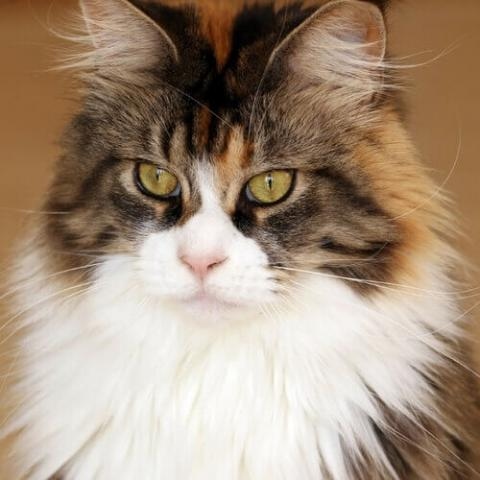 To ensure your Maine Coon grows healthy and large, provide them with a nutritious diet and plenty of exercise.