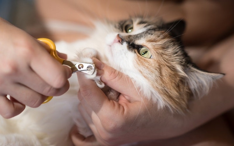 Trimming your cat's nails regularly is an important part of keeping them healthy and happy.