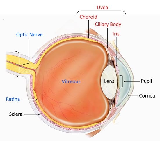 Uveitis is an inflammation of the uvea, the middle layer of the eye that contains the iris, ciliary body, and choroid.
