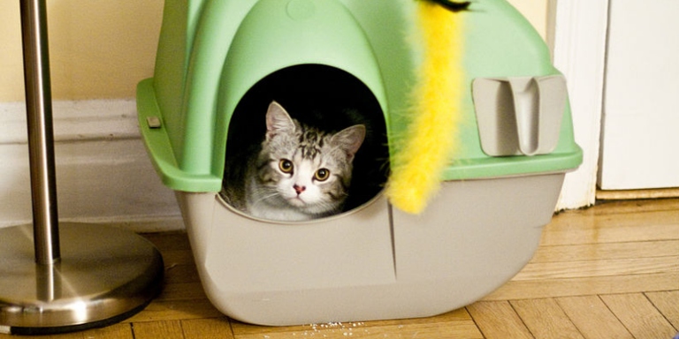 Ventilation is important when using a cat litter box to avoid any smells from lingering in your home.