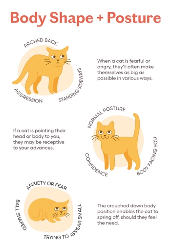 We can know quite a bit about cat behavior through studying their body language and understanding what they are trying to communicate.