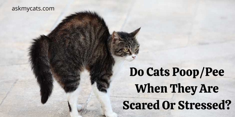 When a cat feels scared, it may try to escape by running and pooping at the same time.