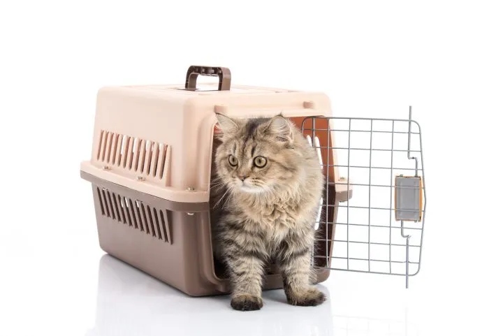When choosing a carrier for your cat, consider their safety by looking for one that is sturdy, has good ventilation, and is the appropriate size.