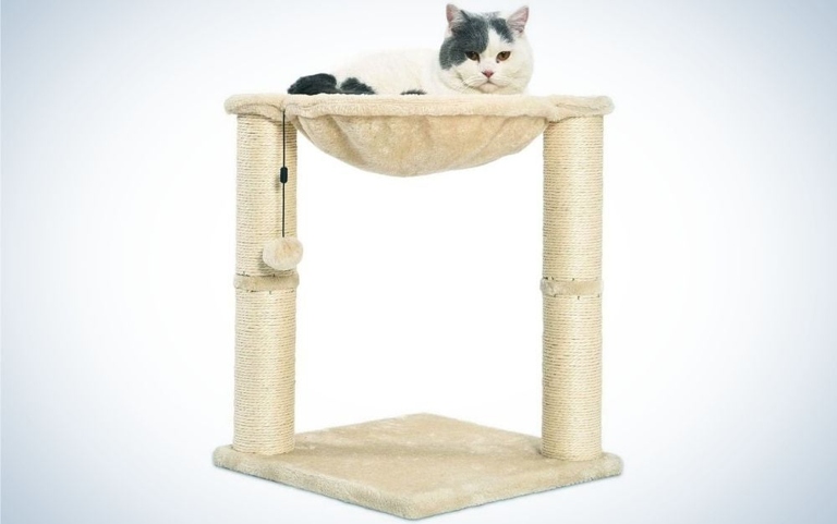 When considering which cat tree to purchase, be sure to take into account the features that are most important to you and your cat.