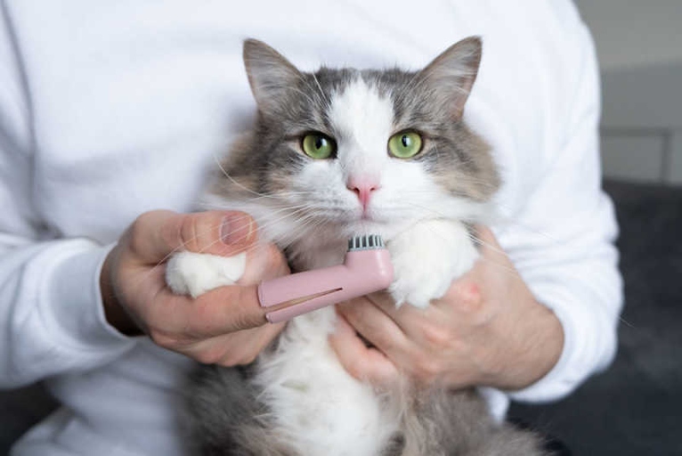 When it comes to taking care of your cat's teeth, it's important to take things slowly and start with baby steps.