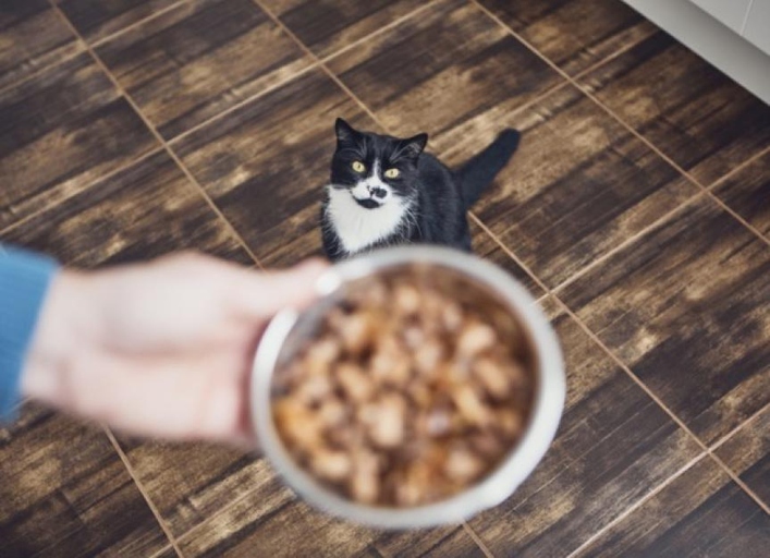 When it comes to your cat's diet, fat is an important component.