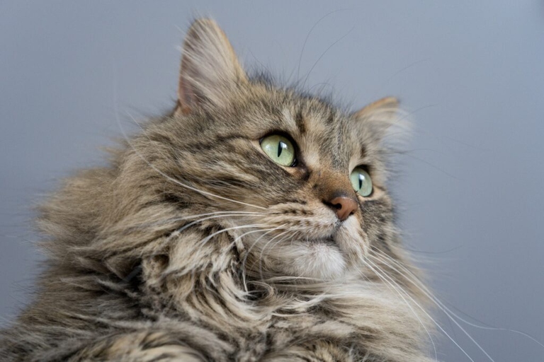 When looking for a Maine Coon Cat Carrier, it is important to find one that is spacious, has good ventilation, and is made of sturdy materials.