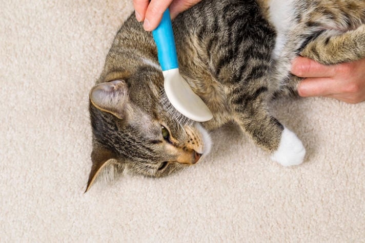 When your cat starts to shed their winter coat, help them out by brushing them regularly.