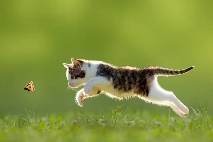 While cats may not typically hunt for bugs, their natural hunting instincts can sometimes take over.