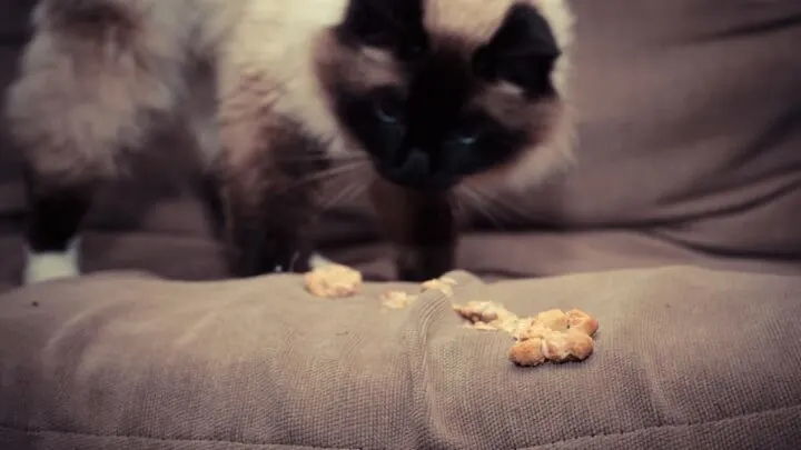 While it may be gross, cat vomit that looks like poop is usually not a cause for concern.