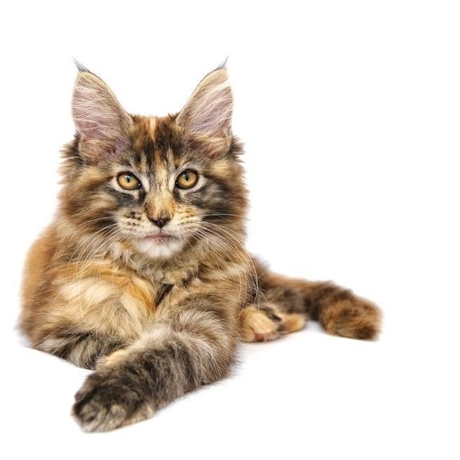 While regular exercise is important for all cats, it is especially important for Maine Coons, who are prone to obesity.