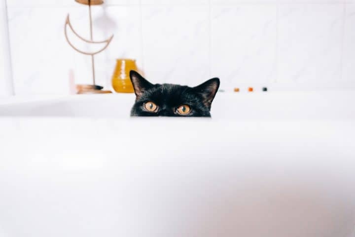 While some cats may enjoy the company while their owners shower, others may be interested in the water itself.