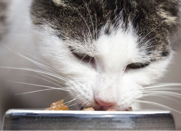 Whisker fatigue is a condition that can affect a cat's ability to taste their food.