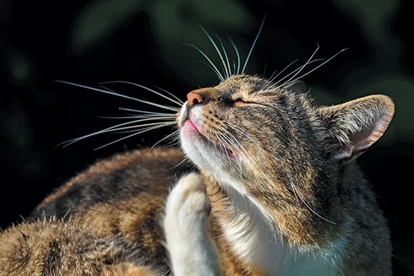 Whisker fatigue is a condition that can affect both cats and dogs. If your pet is showing any of these symptoms, it's important to take them to the vet for a check-up. Symptoms include excessive licking, chewing, or biting of the whiskers, as well as twitching or trembling of the whiskers.
