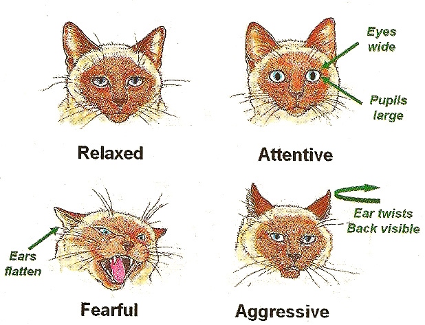 Whiskers are not just for show, they also help your cat communicate!