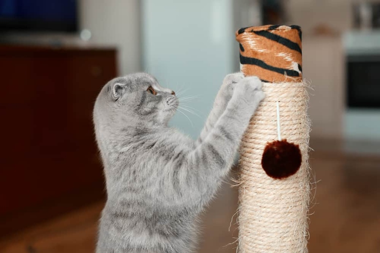 Wood glue is a safe and effective way to repair a cat tree.