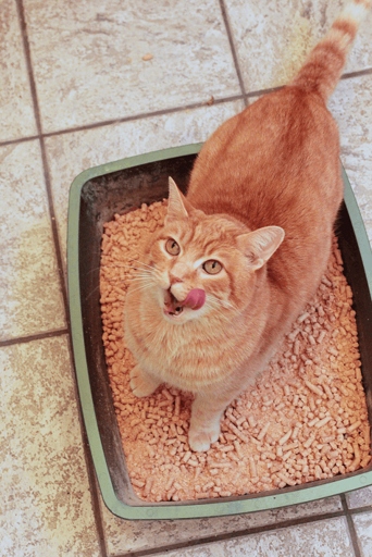Wood pellet cat litter is a safe and effective way to keep your cat's litter box clean and your cat happy.