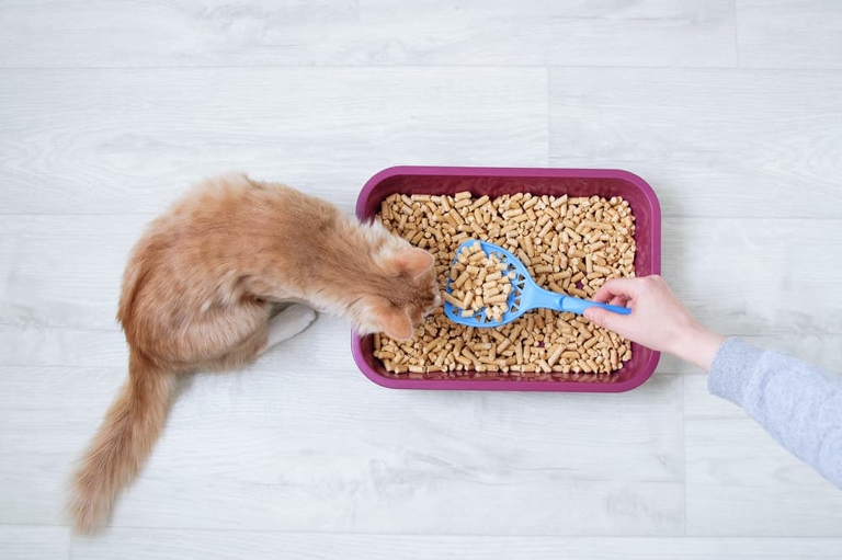 Wood pellet cat litter is an environmentally friendly and biodegradable option for cat parents.