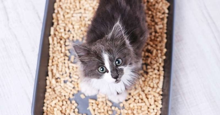 Wood pellet cat litters have a clumping ability that is similar to clay-based cat litters, but with fewer of the negative side effects.