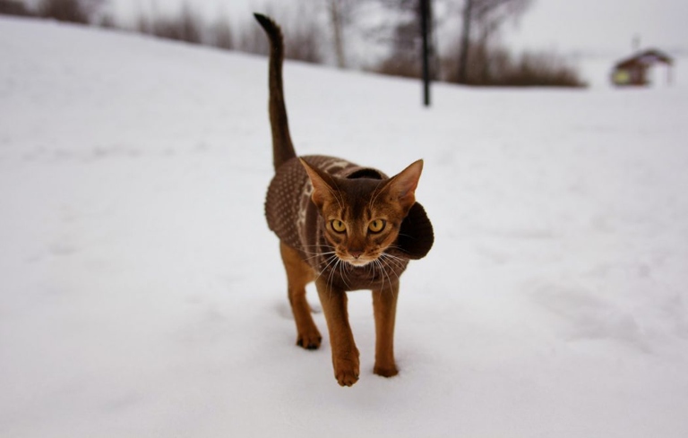 Yes, cats can get winter coats, but not all cats need them.