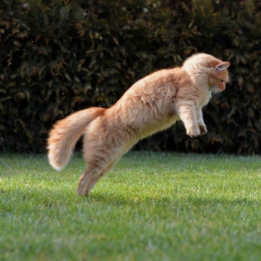 Yes, cats can jump high, but that doesn't mean they want to.
