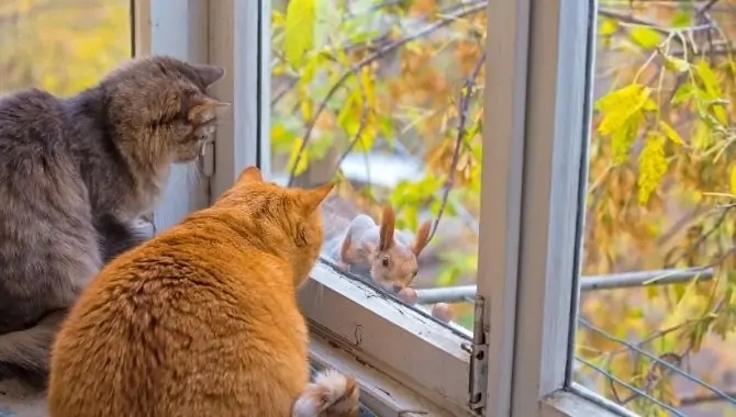Yes, cats can safely chase and eat squirrels.