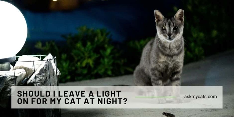 Yes, cats need a light source.