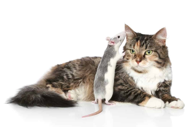 Yes, declawed cats can still catch mice.