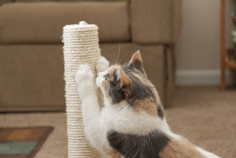 Yes, declawed cats still need scratching posts because they have the urge to scratch.