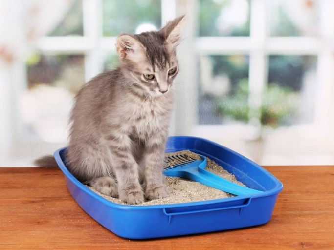 Yes, you can mix two types of clumping litter, but it's not recommended.